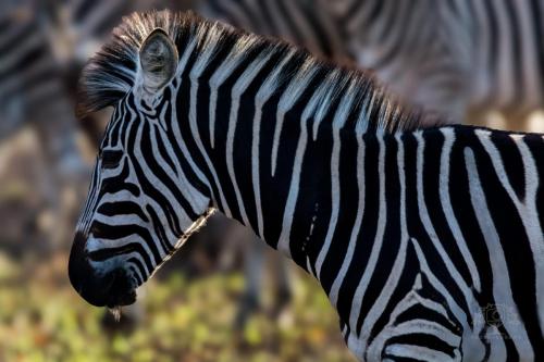 Photocedre - Animaux-8