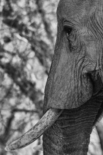 Photocedre - Animaux-9