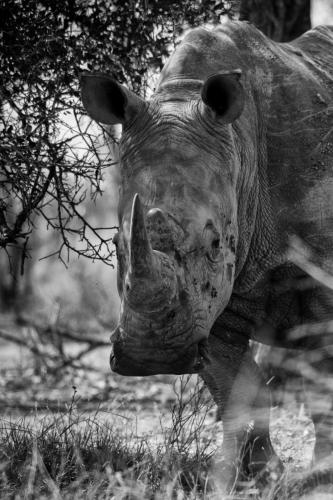 Photocedre - Animaux-10