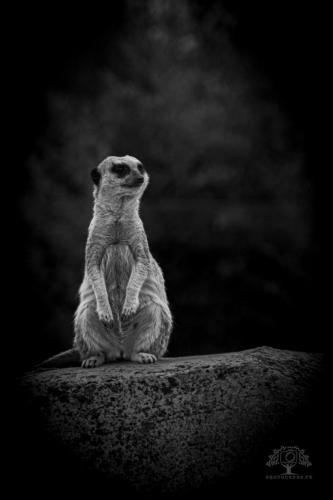 Photocedre - Animaux-11