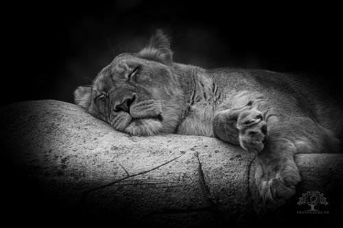 Photocedre - Animaux-2