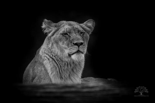 Photocedre - Animaux-3