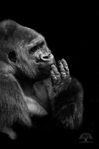Photocedre - Animaux-4