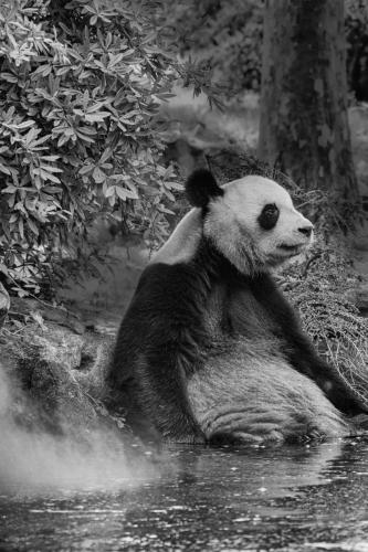 Photocedre - Animaux-5