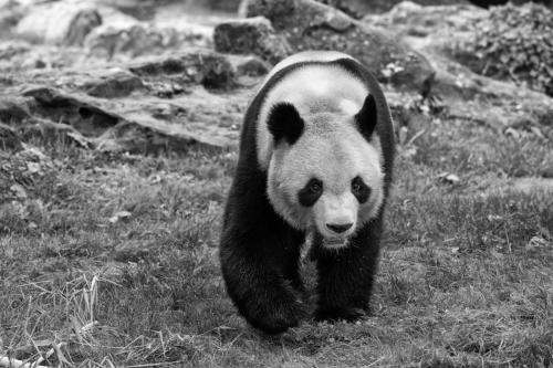 Photocedre - Animaux-6