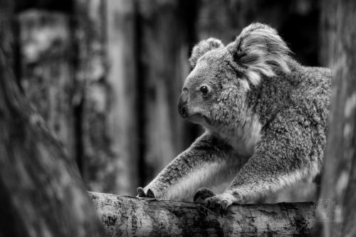Photocedre - Animaux-7